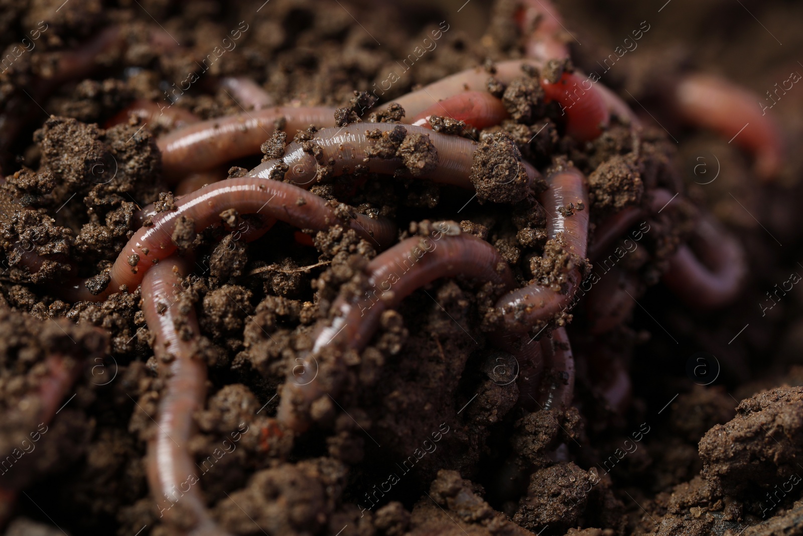 Photo of Many earthworms crawling in wet soil, closeup