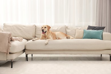 Photo of Modern living room interior. Cute Golden Labrador Retriever on couch