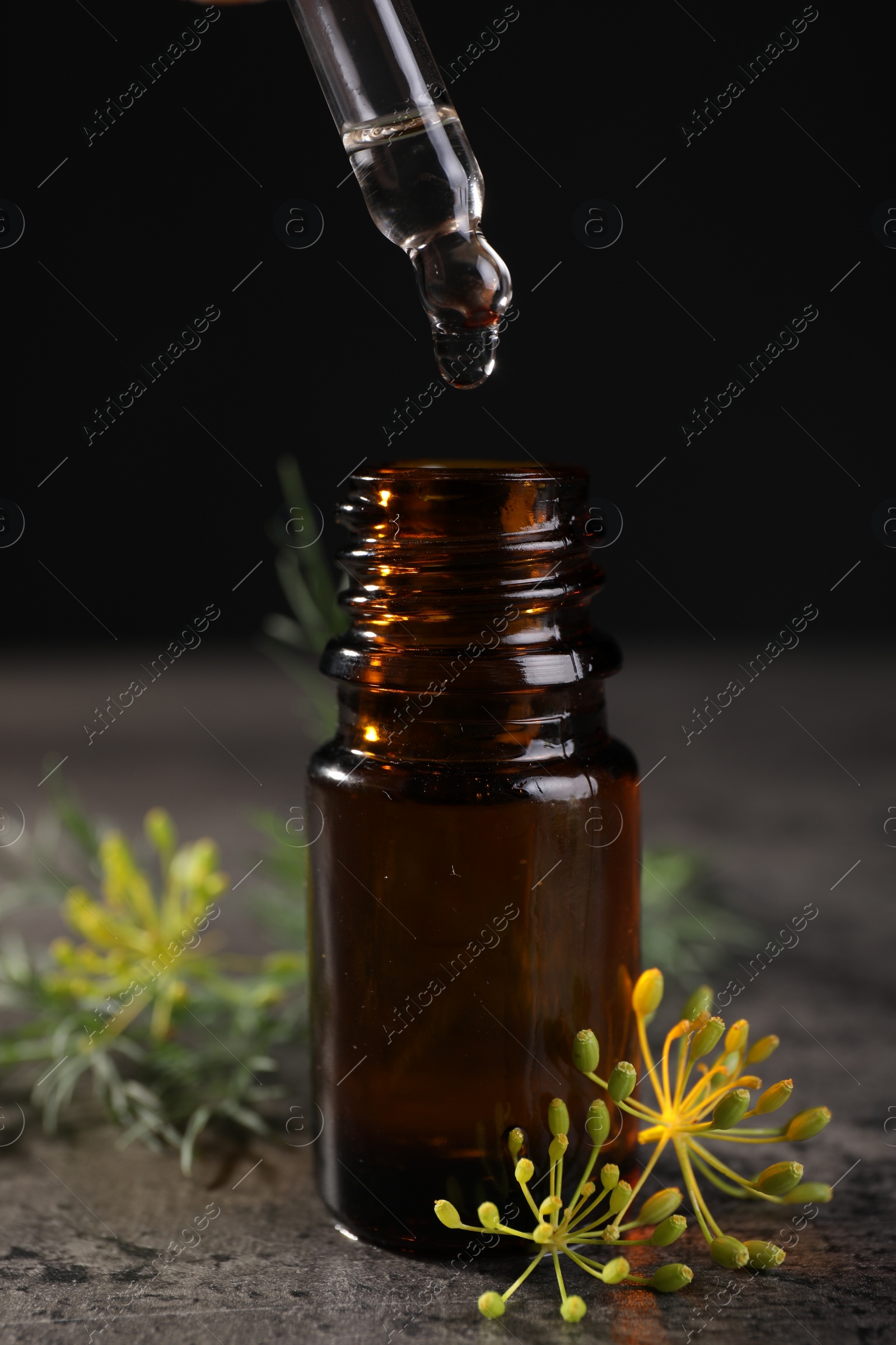 Photo of Dripping dill essential oil from pipette into bottle at grey table, closeup