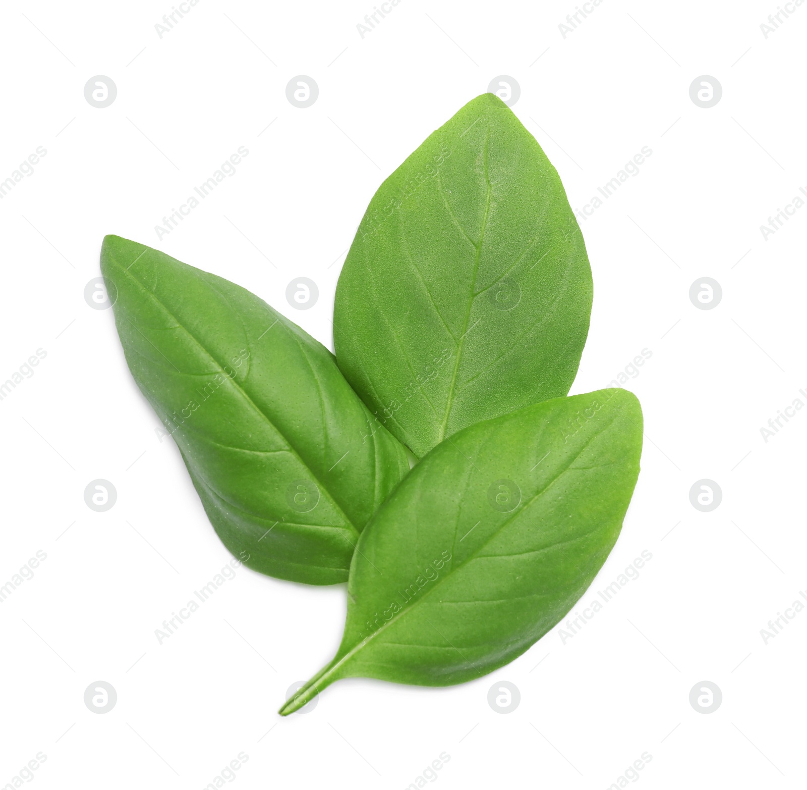 Photo of Fresh green basil leaves on white background