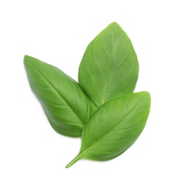 Fresh green basil leaves on white background