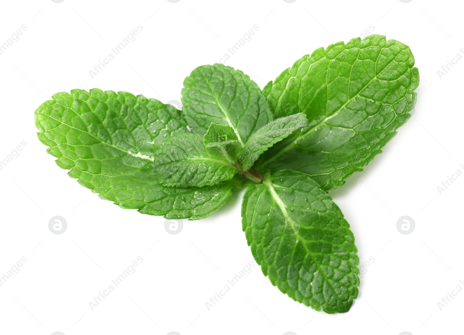 Photo of Wet twig of fresh mint isolated on white