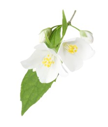 Photo of Branch of jasmine flowers and leaves isolated on white