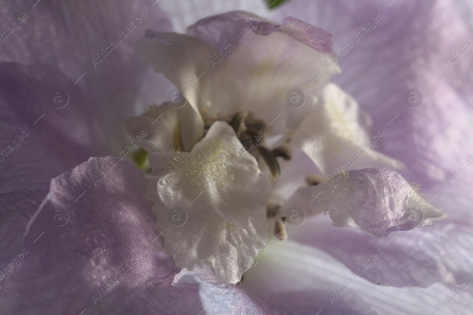 Photo of Beautiful purple Delphinium flower as background, macro view