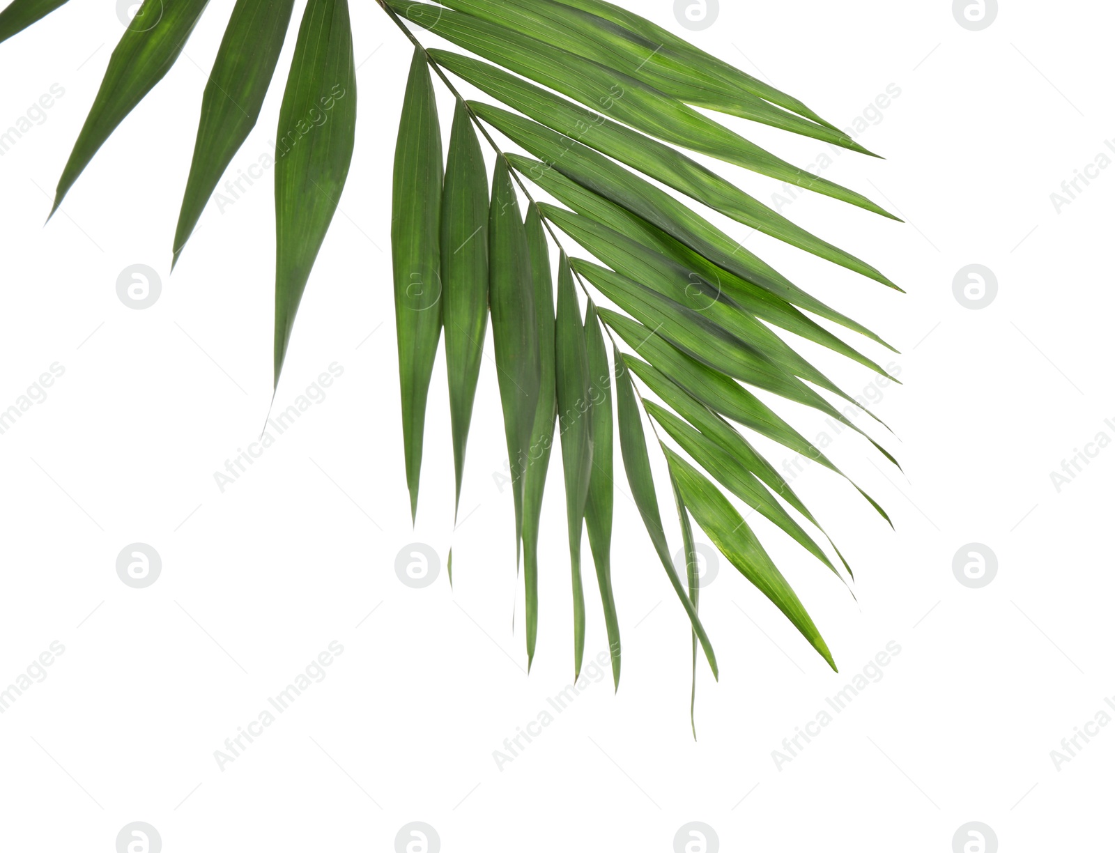 Photo of Fresh green tropical leaf isolated on white