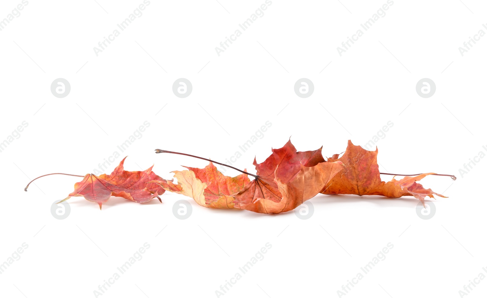 Photo of Autumn season. Beautiful maple leaves isolated on white