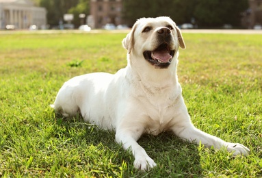 Cute yellow labrador retriever outdoors on sunny day