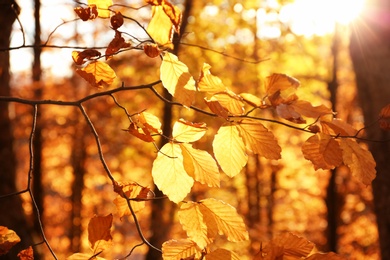 Sunlit golden leaves in autumn forest. Seasonal background