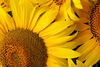 Beautiful bright blooming sunflowers as background, closeup