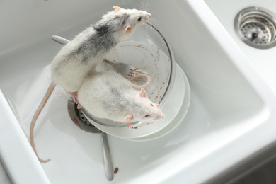 Photo of Rats and dirty dishes in kitchen sink. Pest control