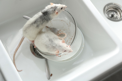 Rats and dirty dishes in kitchen sink. Pest control