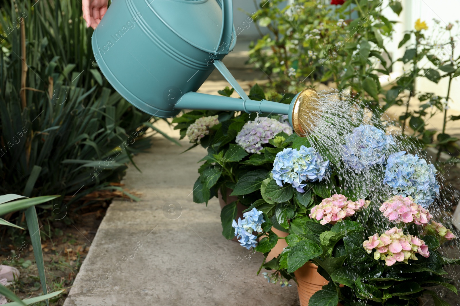 Photo of Woman watering beautiful blooming hortensia plants in garden, closeup