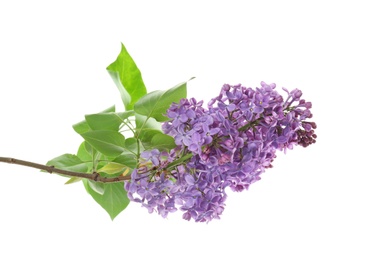 Photo of Branch of blossoming lilac on white background. Spring flowers