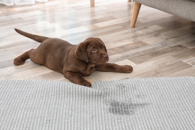 Photo of Chocolate Labrador Retriever puppy and wet spot on carpet indoors