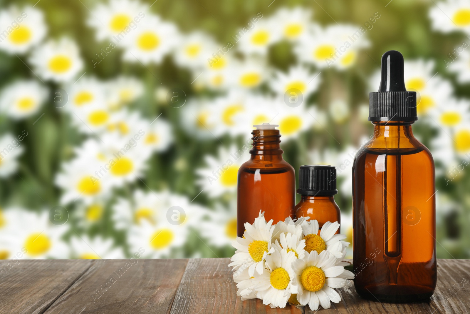 Image of Bottles of essential oil and chamomile flowers on wooden table against blurred background. Space for text