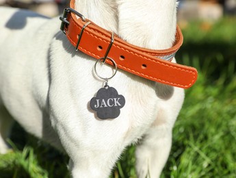 Image of Dog in collar with metal tag on green grass outdoors, closeup