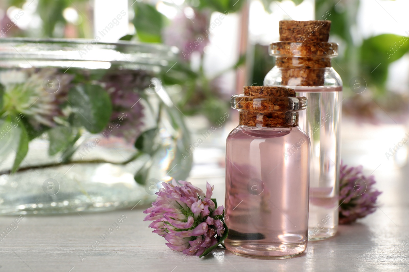 Photo of Beautiful clover flowers and bottles of essential oil on white wooden table. Space for text