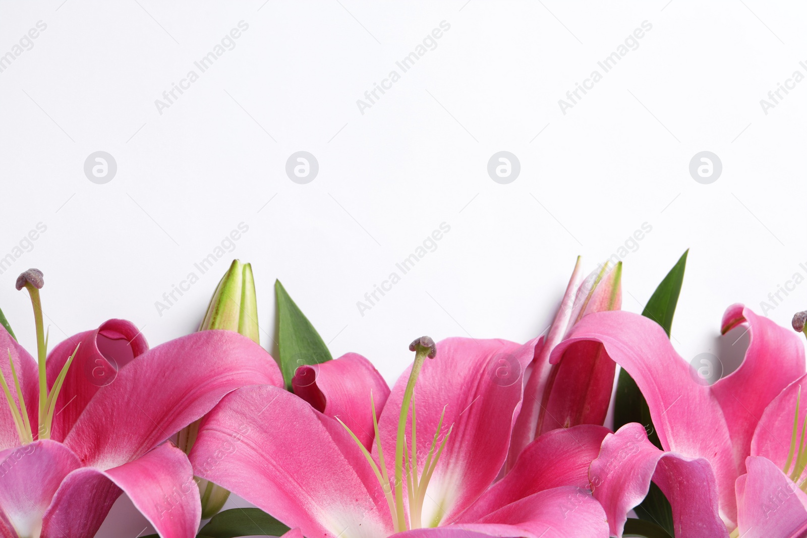 Photo of Beautiful pink lily flowers on white background, top view. Space for text