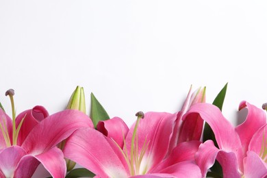 Beautiful pink lily flowers on white background, top view. Space for text