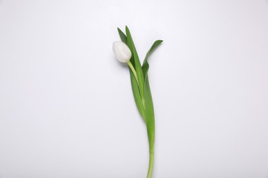 One tulip flower on white background, top view