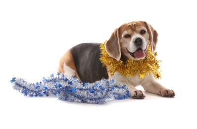 Cute Beagle dog with Christmas tinsels on white background