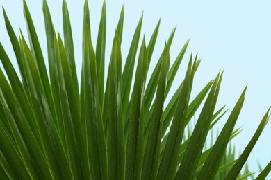 Photo of Beautiful palm tree with green leaves against blue sky, closeup