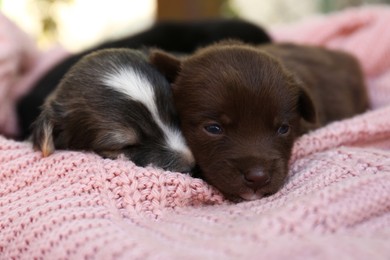 Photo of Cute puppies lying on pink knitted blanket, closeup