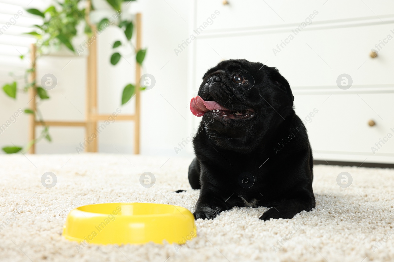 Photo of Cute Pug dog eating from plastic bowl in room, space for text