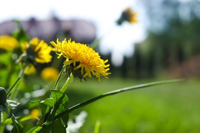 Beautiful yellow dandelions at backyard on sunny day, closeup. Space for text