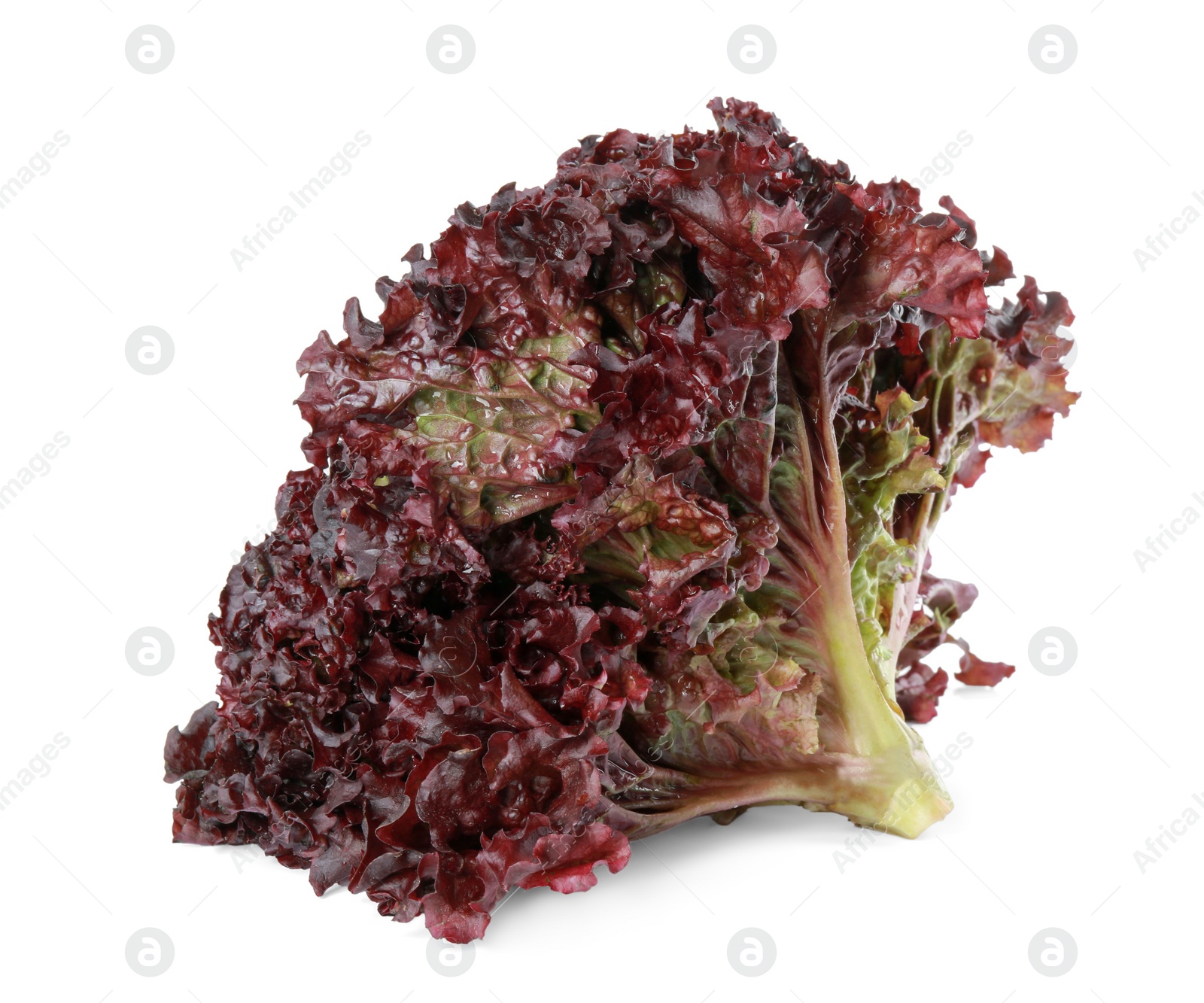 Photo of Head of fresh red coral lettuce isolated on white