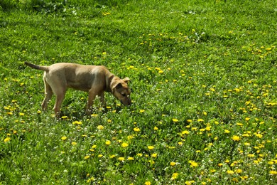 Photo of Cute dog on green grass in field