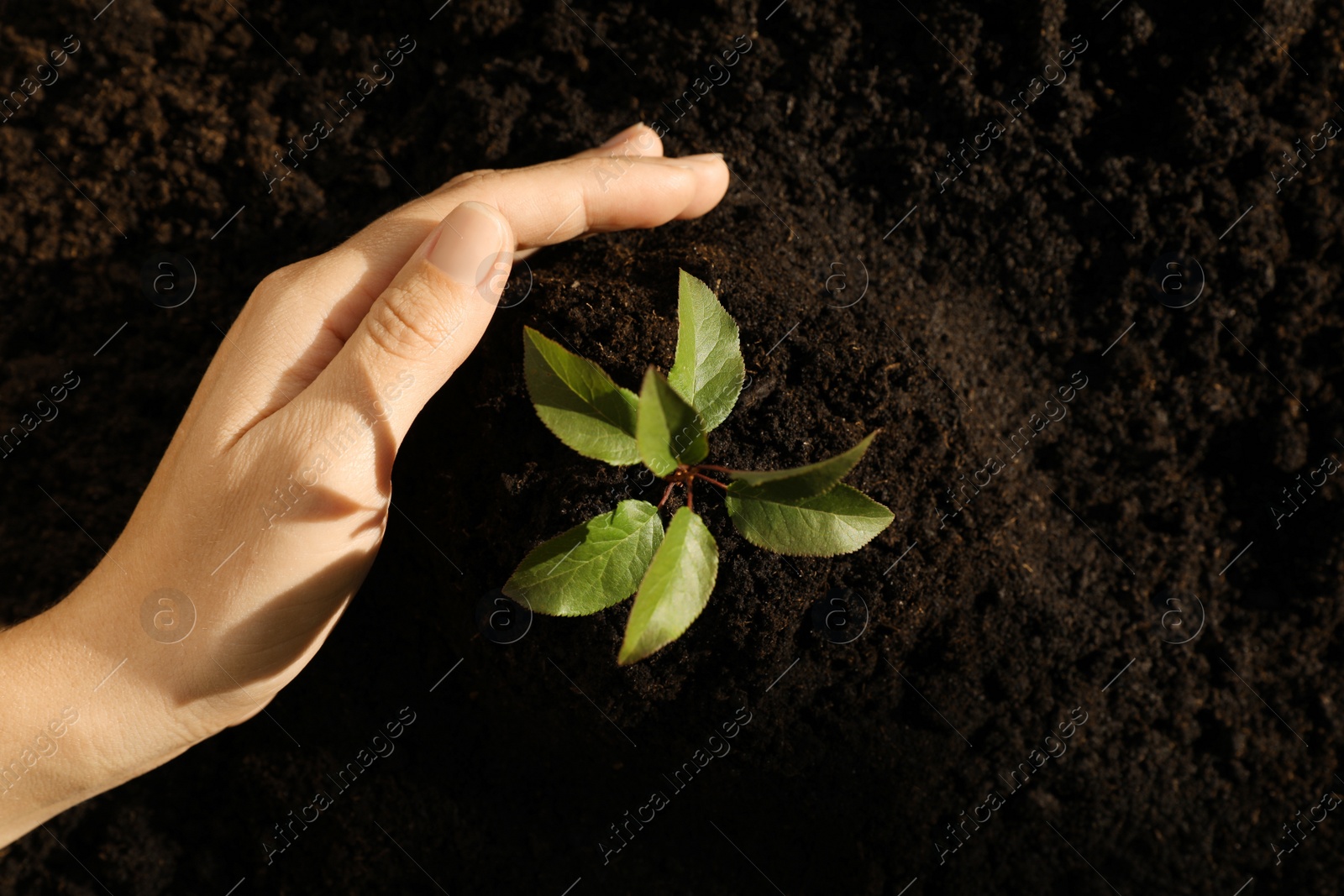 Photo of Woman planting young tree in soil, top view