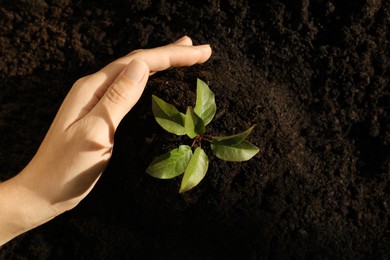 Photo of Woman planting young tree in soil, top view