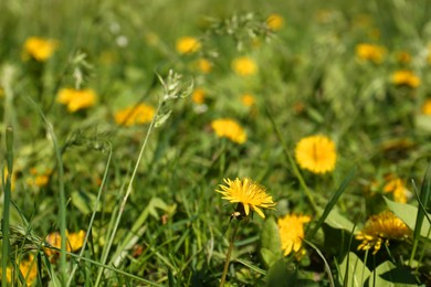 Photo of Many beautiful yellow dandelion flowers growing outdoors