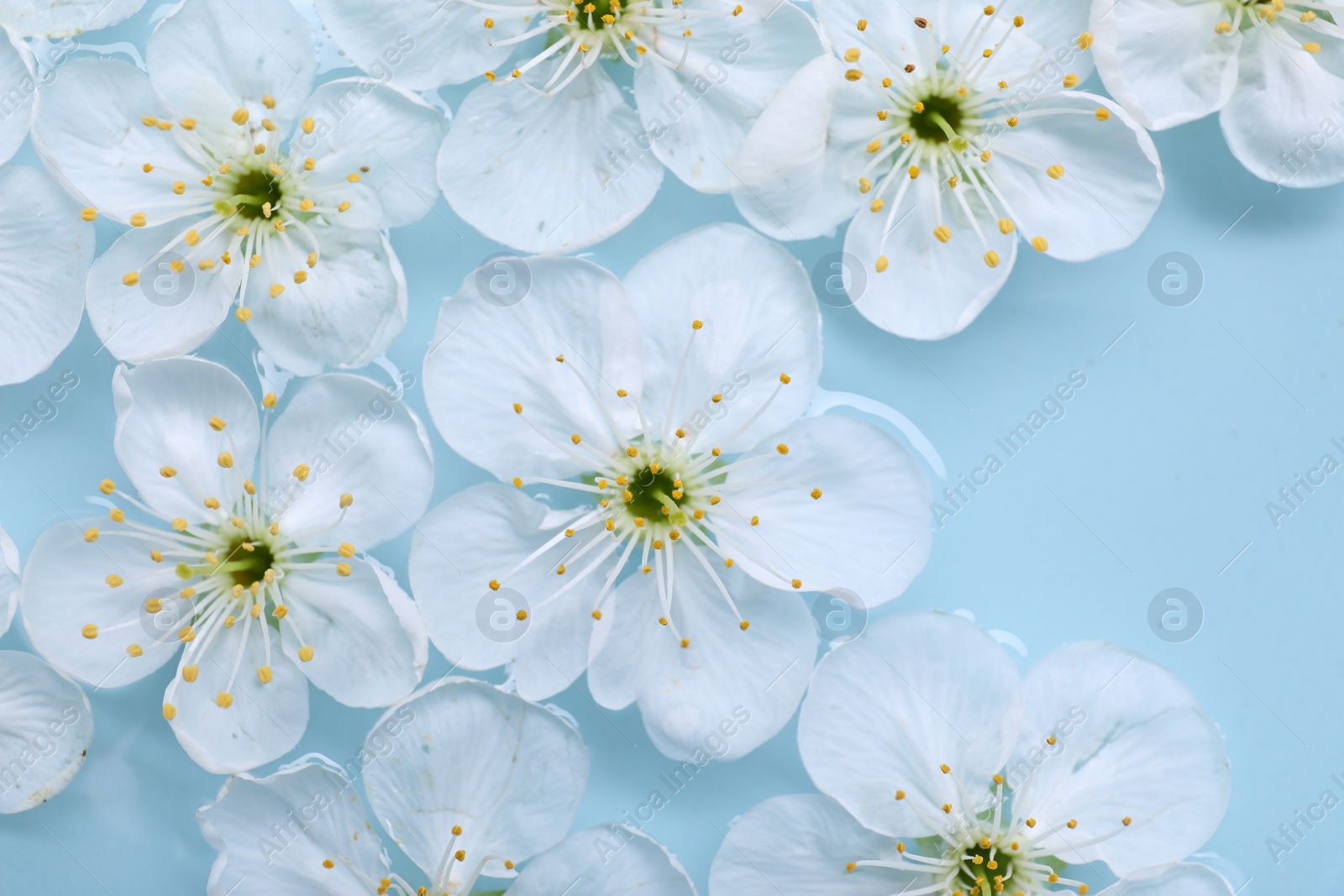 Photo of Beautiful cherry tree blossoms on light blue background, flat lay