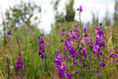 Photo of Closeup view of beautiful meadow with blooming purple flowers