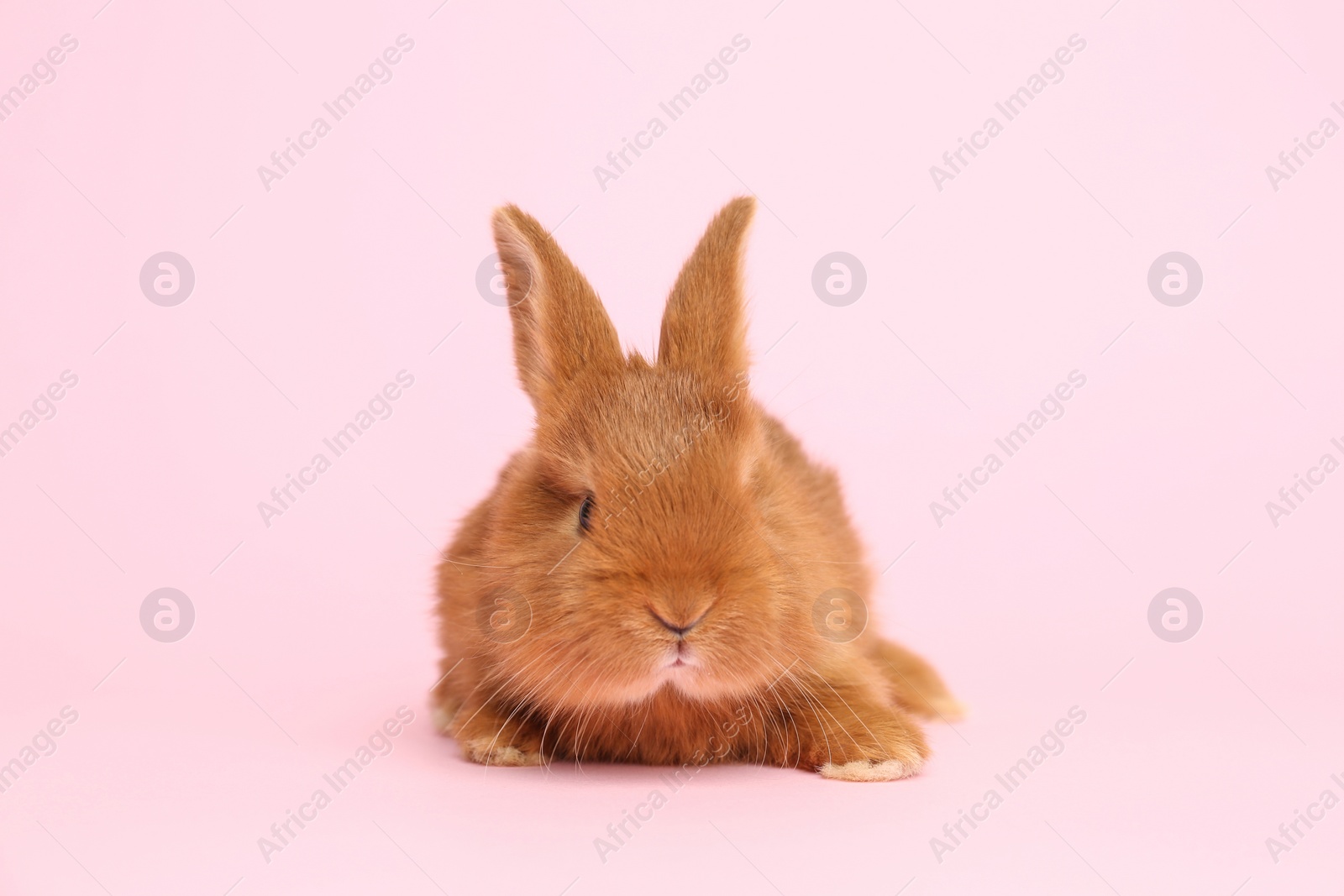 Photo of Adorable fluffy bunny on pink background. Easter symbol