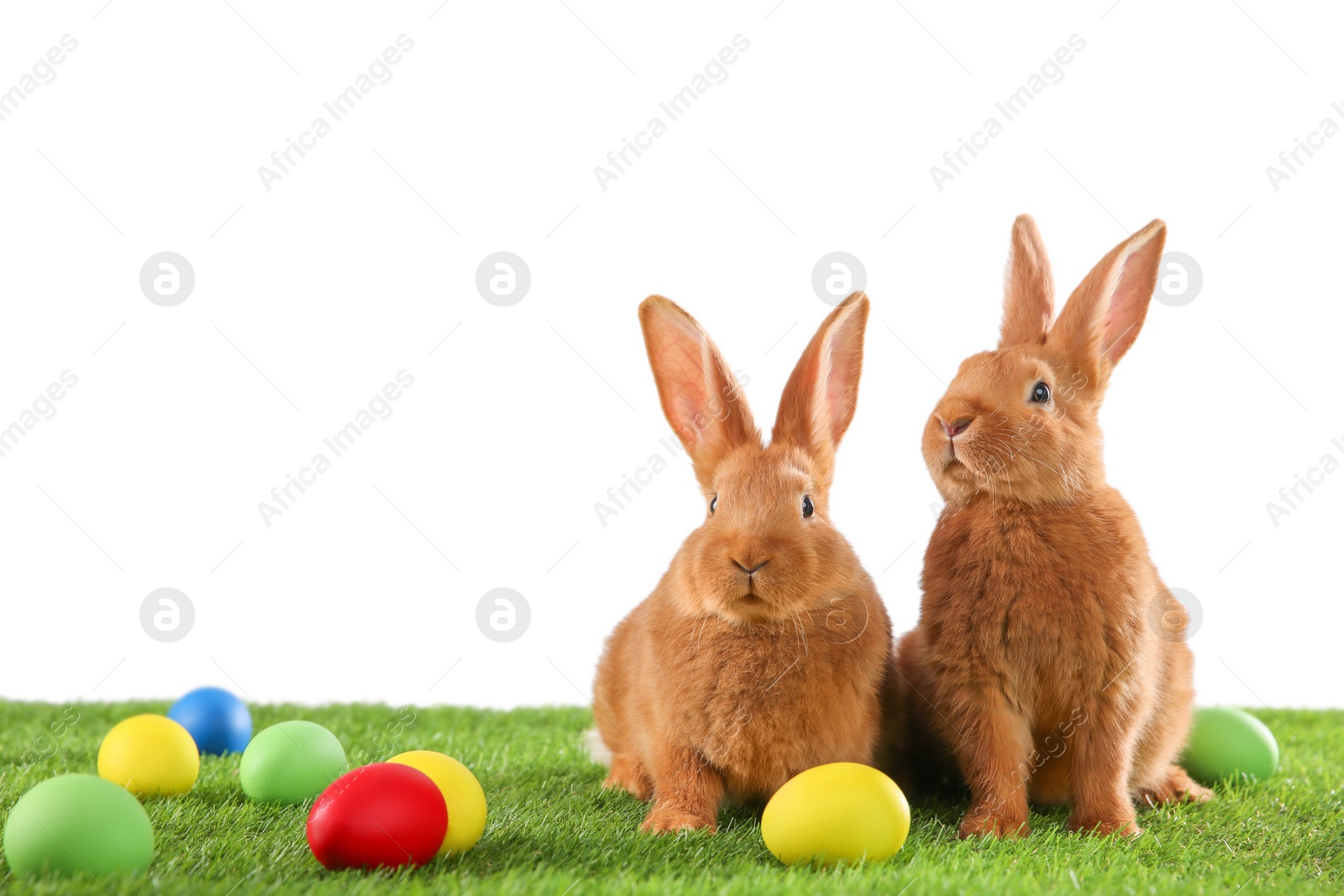 Photo of Cute bunnies and Easter eggs on green grass against white background