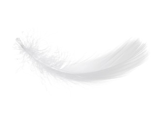 Photo of Beautiful fluffy bird feather isolated on white