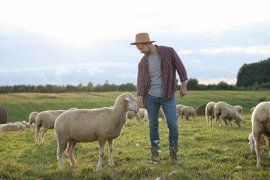 Photo of Man in hat with sheep on pasture at farm