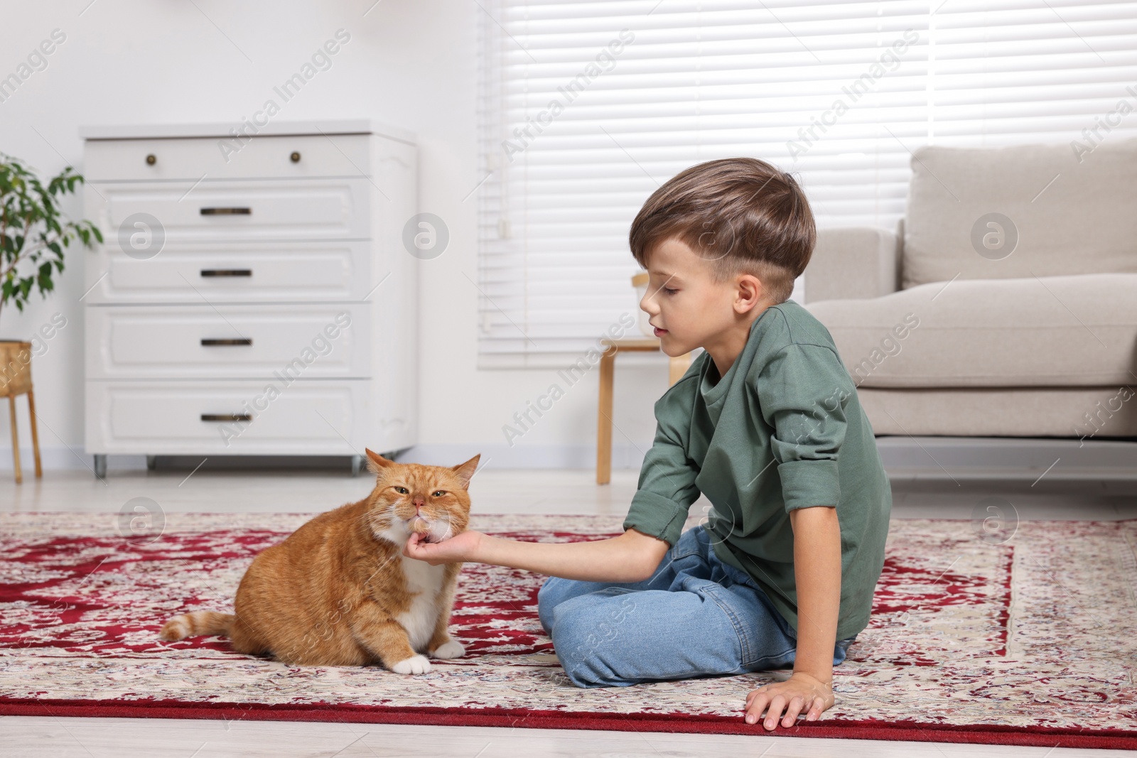 Photo of Little boy petting cute ginger cat on carpet at home