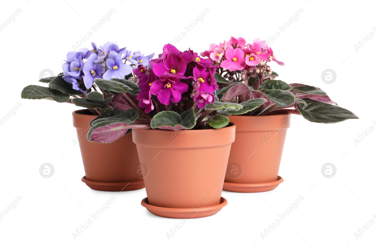 Photo of Beautiful potted violets on white background. Plants for house decor