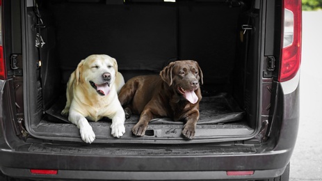 Funny Labrador Retriever dogs in car trunk