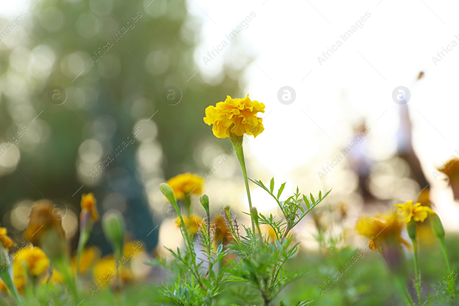 Photo of Beautiful garden flowers outdoors. Amazing nature in summer