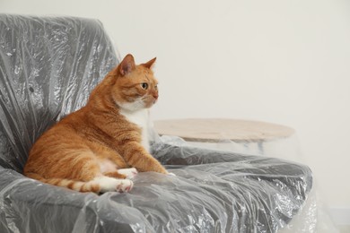 Cute ginger cat resting in armchair covered with plastic film indoors. Space for text