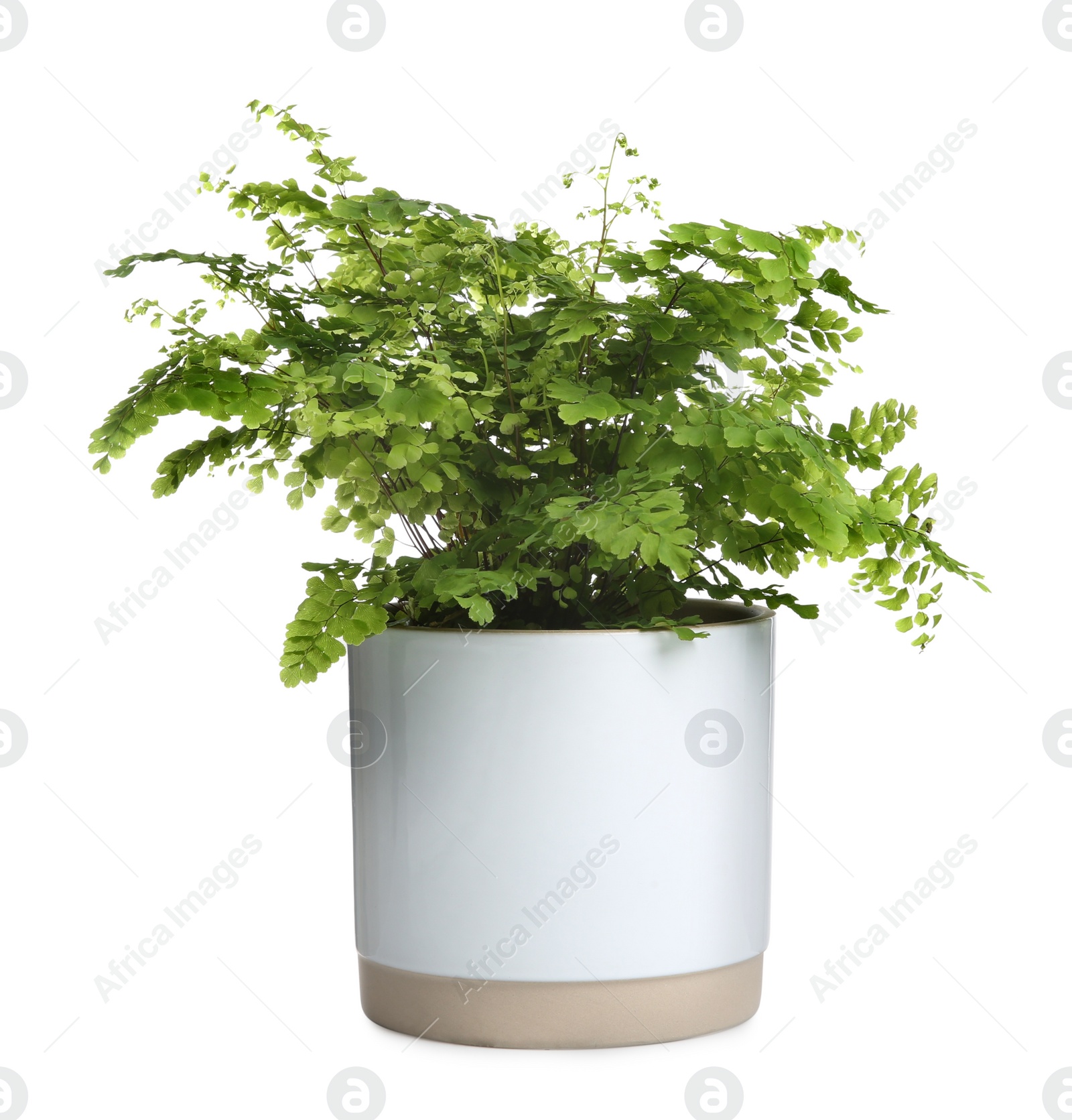 Photo of Beautiful fern in pot isolated on white