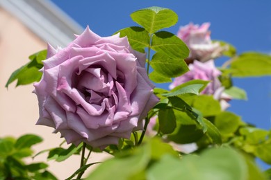 Photo of Beautiful violet rose flower blooming against blue sky, closeup. Space for text