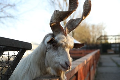 Beautiful Girgentana Goat inside of paddock in zoo