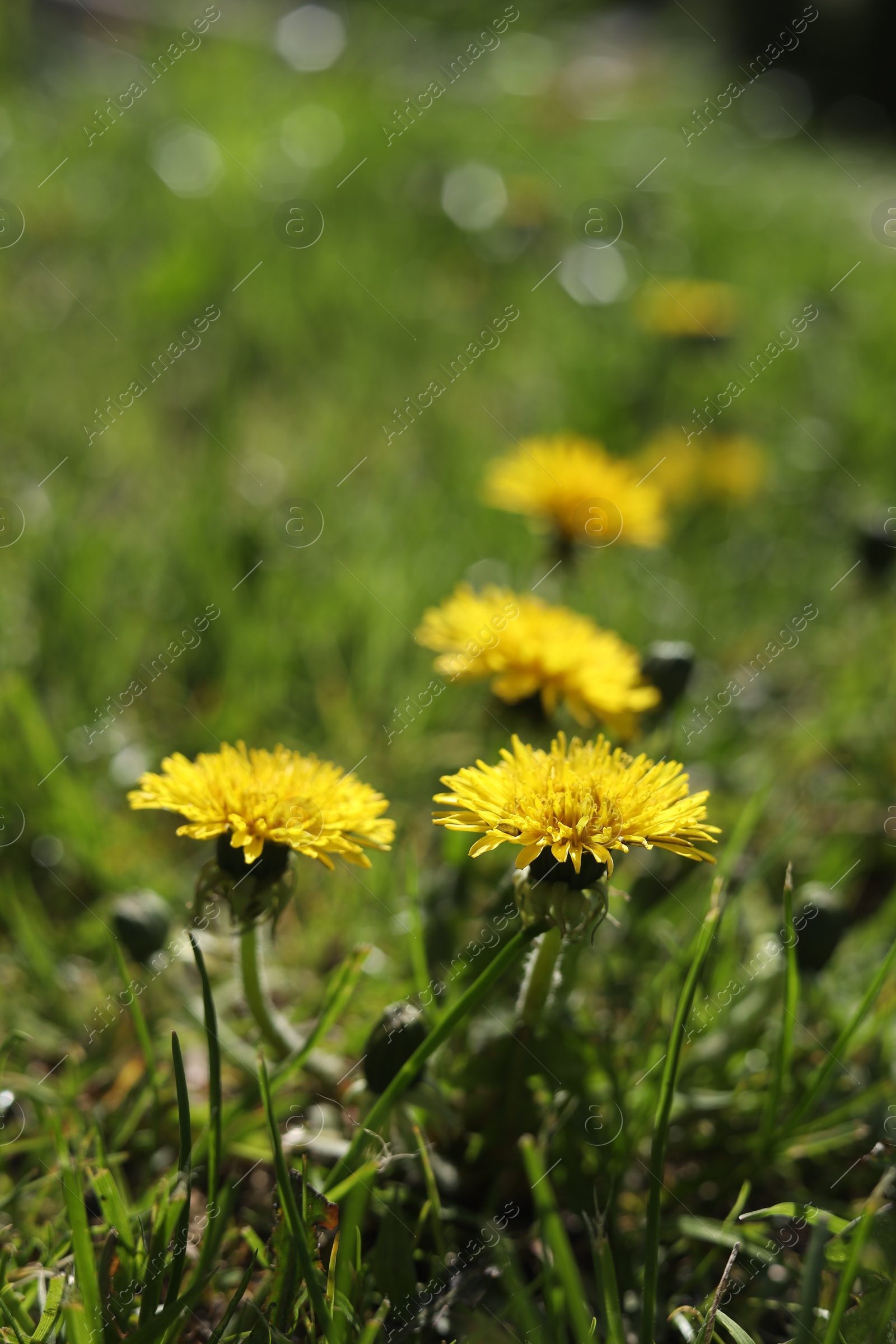 Photo of Beautiful yellow dandelions on sunny day, closeup