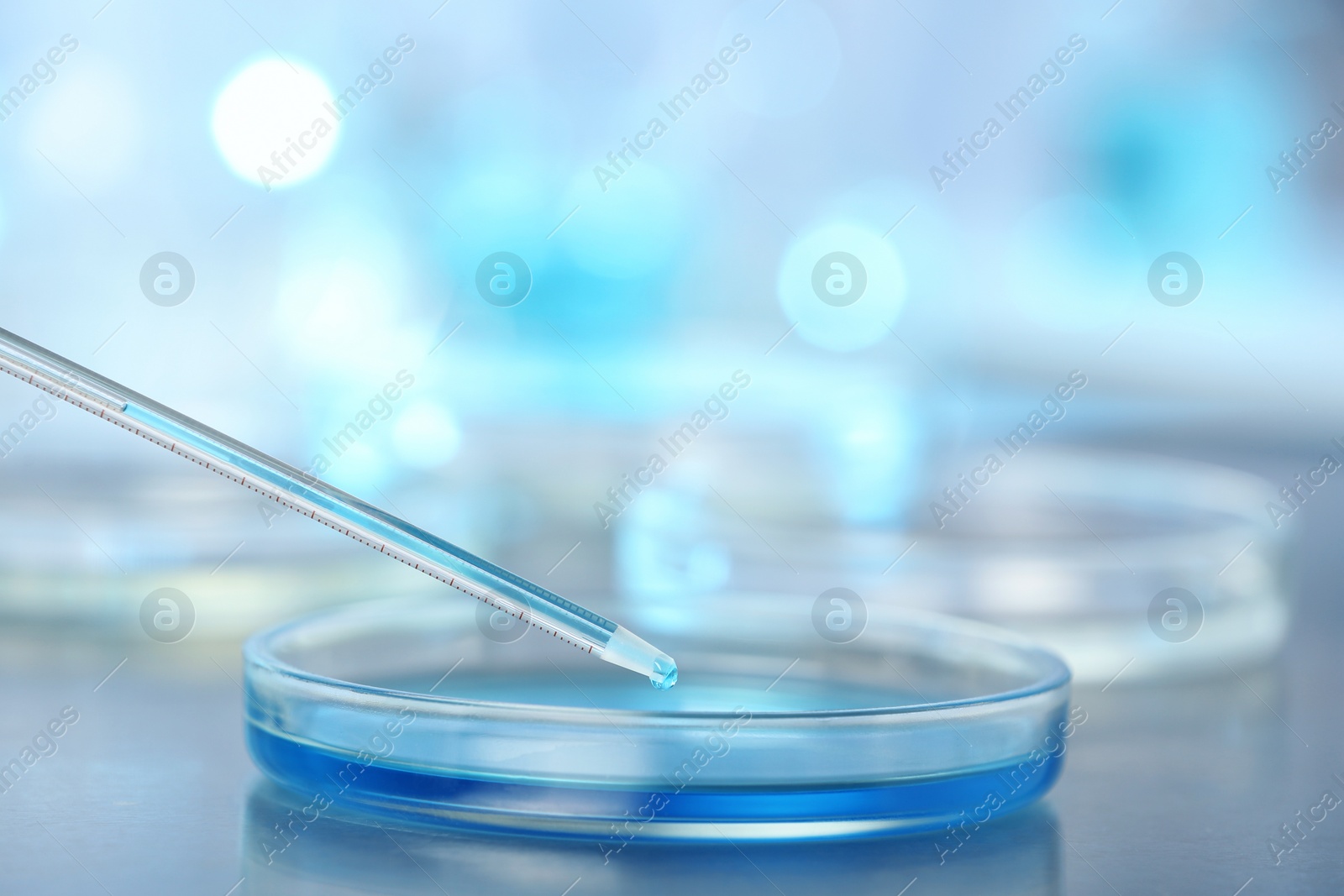 Photo of Dripping blue liquid into Petri dish on table for analysis in laboratory, closeup